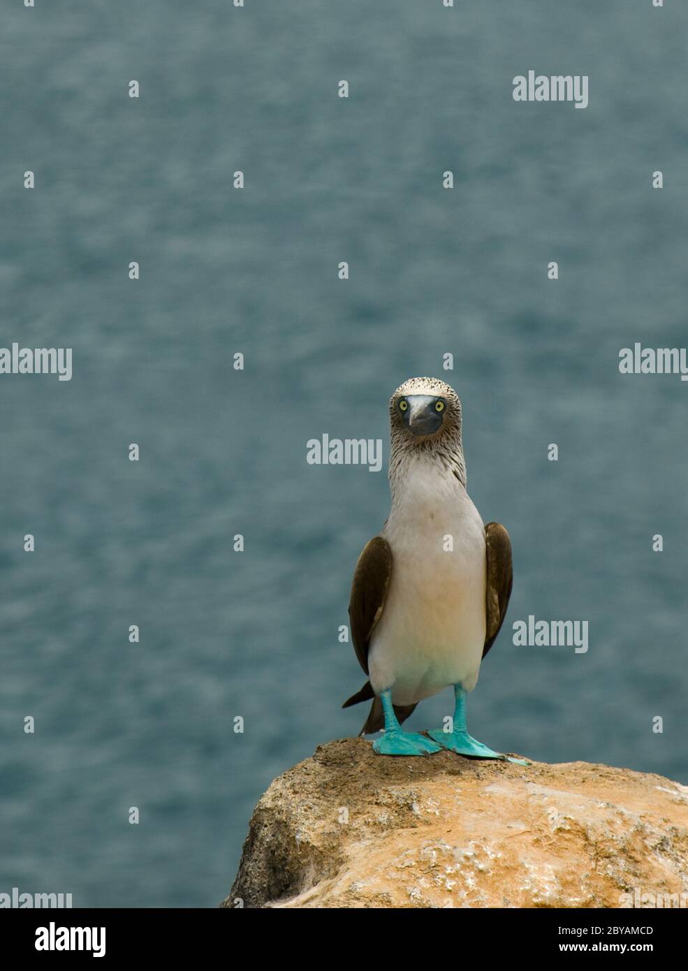 Blu-footed booby Foto Stock