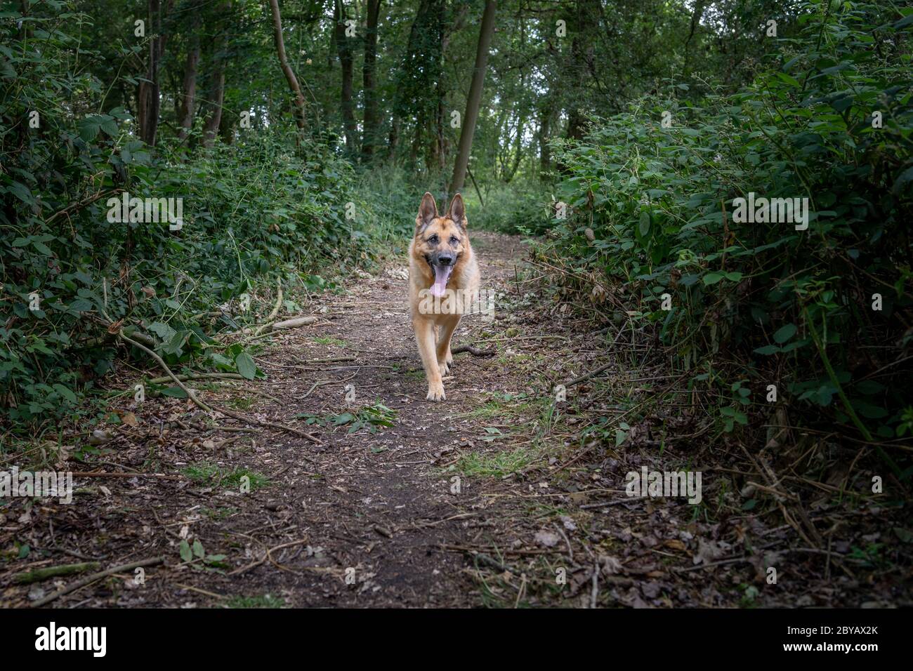 Alsaziano che corre lungo un sentiero nei boschi Foto Stock