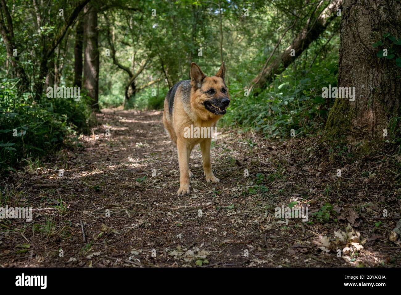 Pastore tedesco in piedi nei boschi Foto Stock