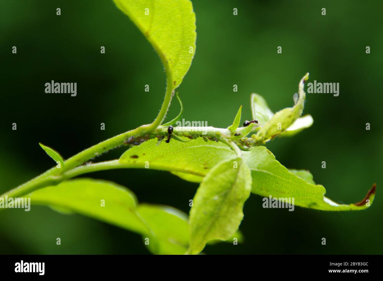 Afidi sulla foglia nel giardino della casa. Parassiti su piante. Protezione contro gli insetti in agricoltura. Foto Stock