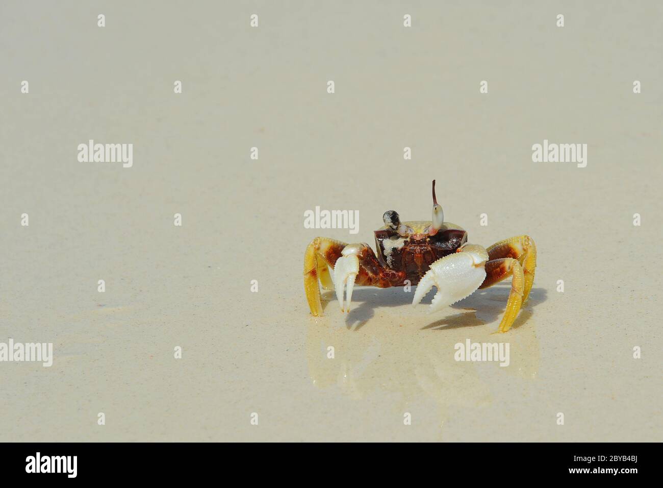 Eremita Granchio di mare sulle spiagge soleggiate Foto Stock