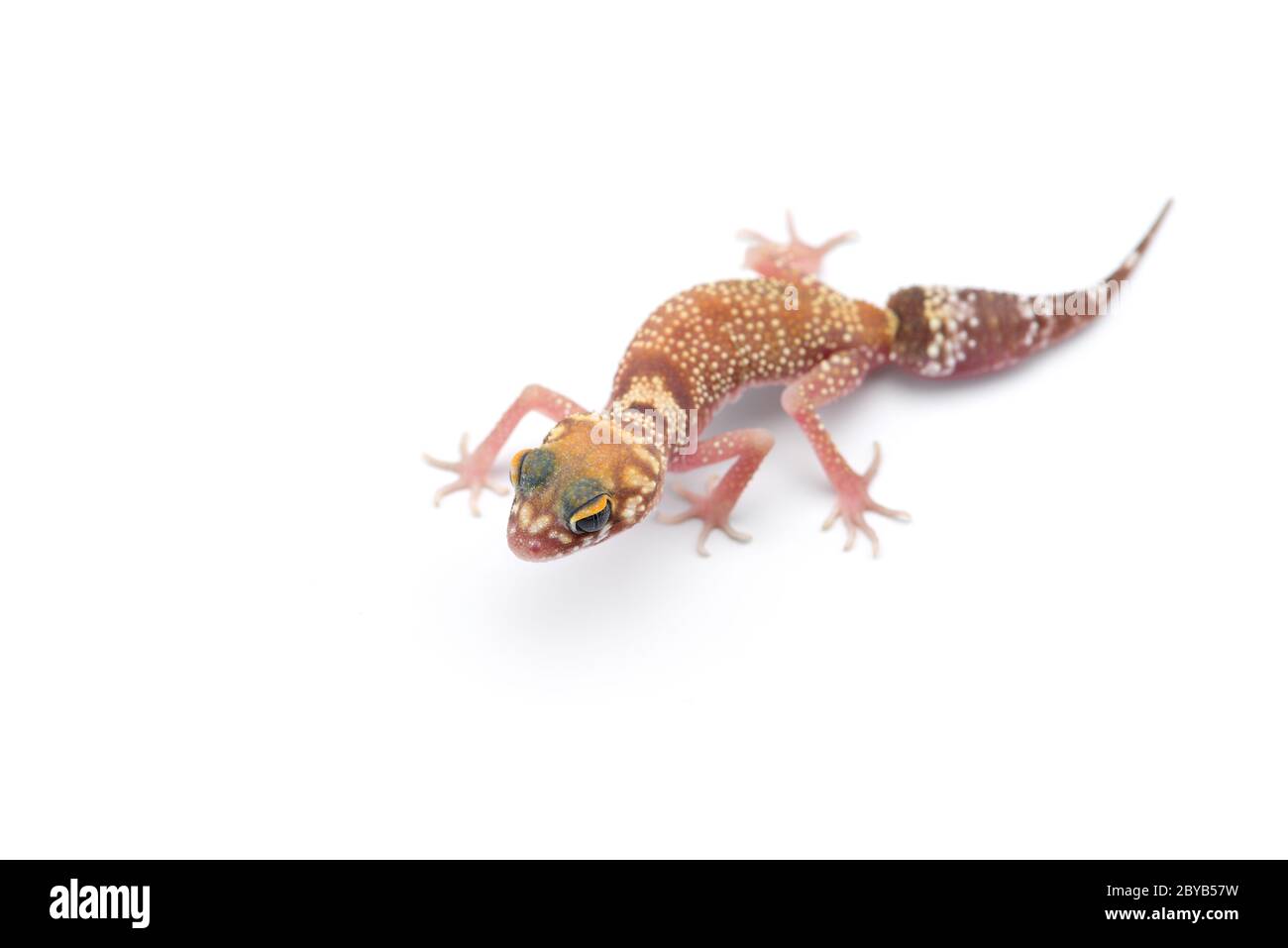 Il gatto gecko isolato su sfondo bianco Foto Stock