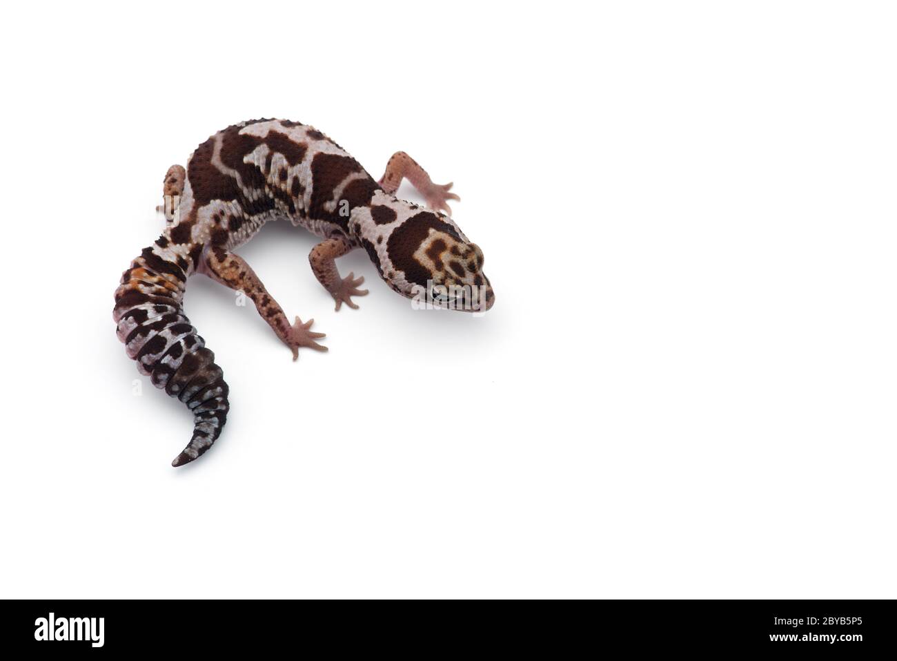 African fat tail gecko isolato su sfondo bianco Foto Stock