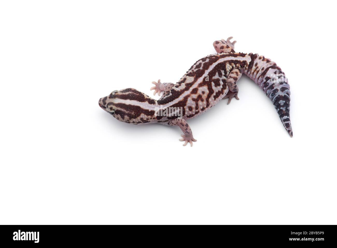 African fat tail gecko isolato su sfondo bianco Foto Stock