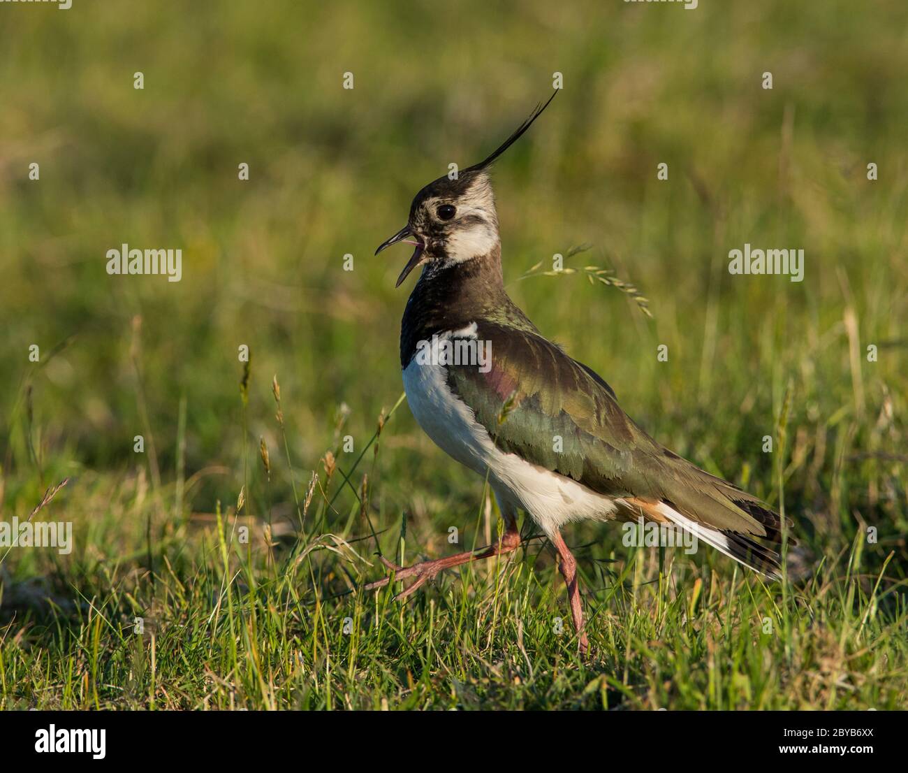 Lapwing femminile (Vanellus vanellus) che chiama in un prato del Distretto di picco. Foto Stock