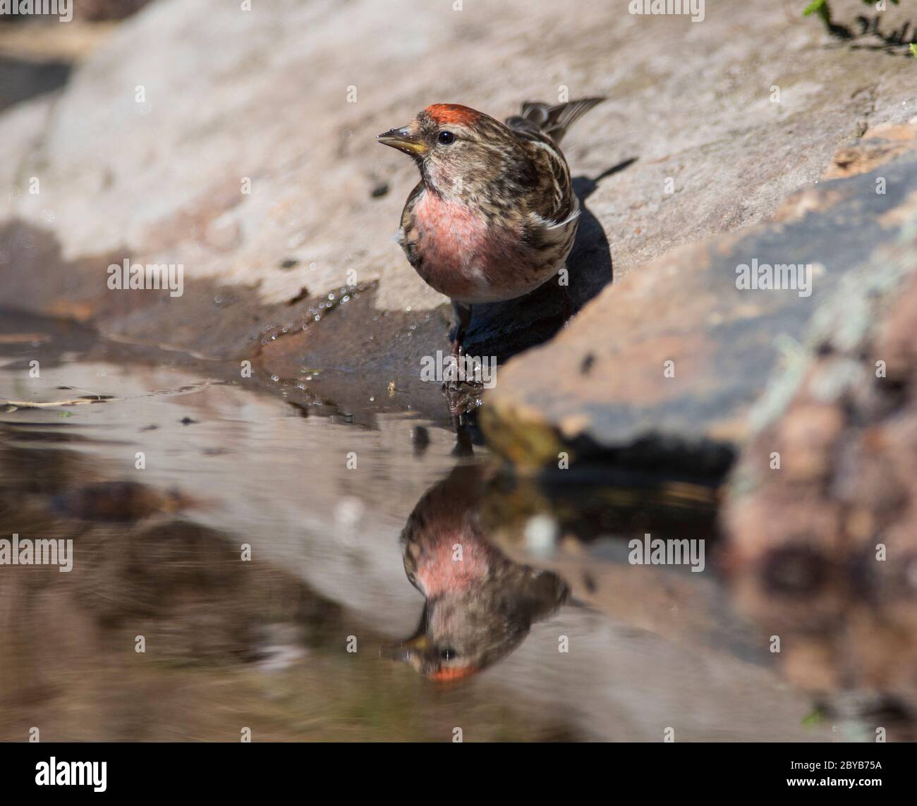 Redpoll comune (Carduellis flammea) in una piscina per bere. Foto Stock