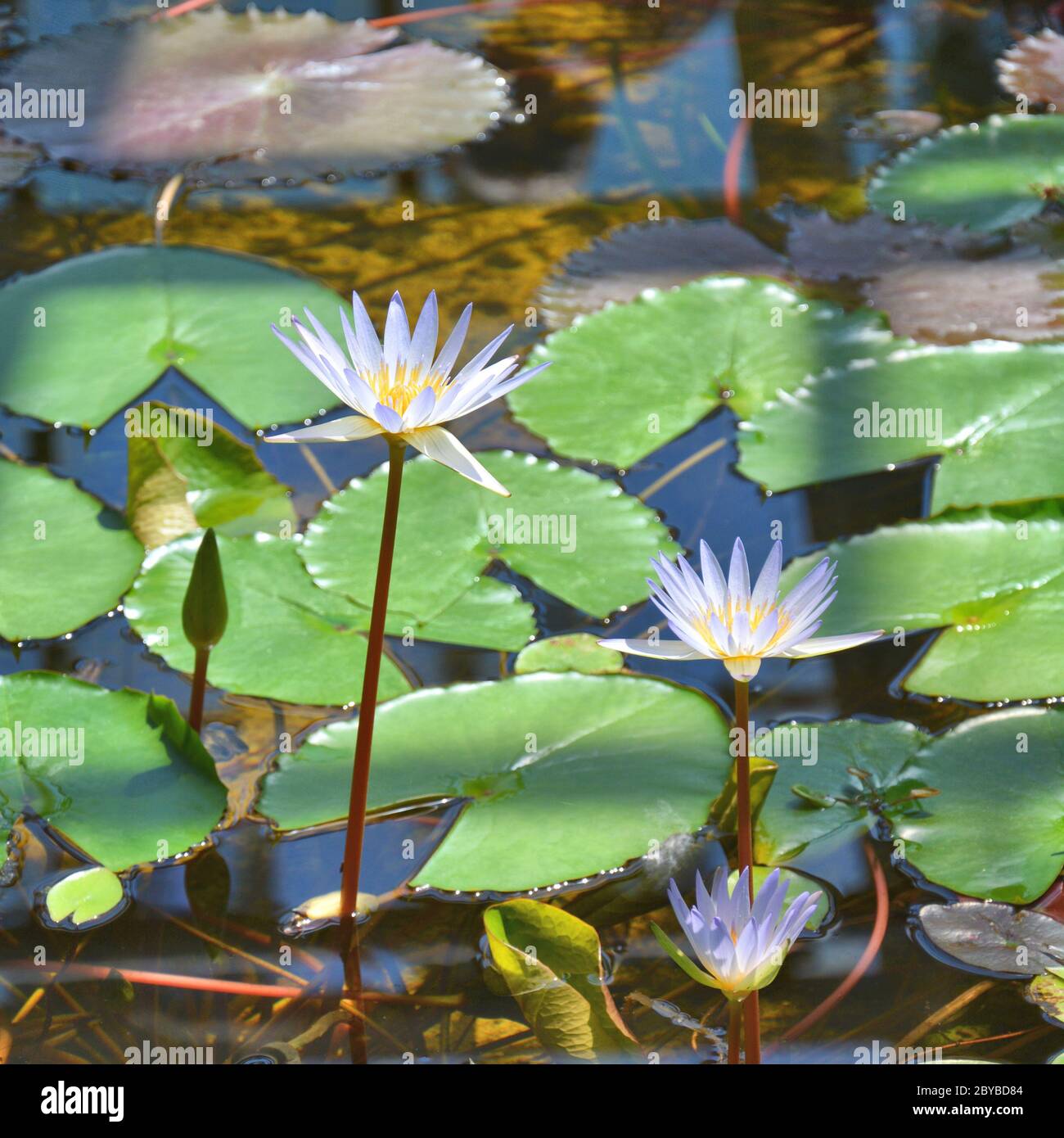 Ninfee ninfea fiori in stagno Foto Stock