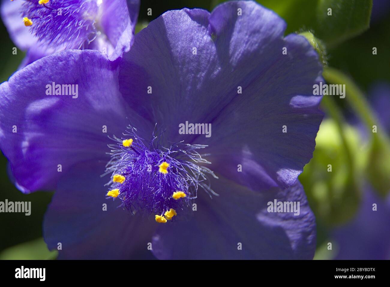 Macro di Spiderwort Fiore con antere gialle Foto Stock