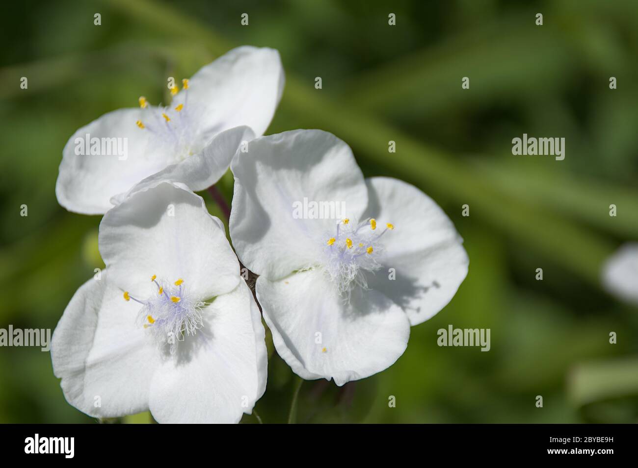Macro di fiori bianchi di spiderwort Foto Stock