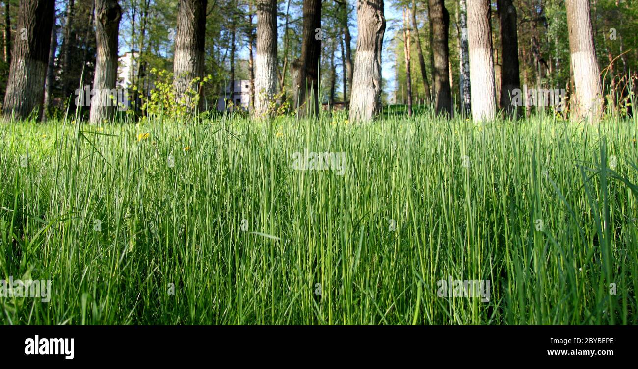 Erba prato nella foresta Foto Stock