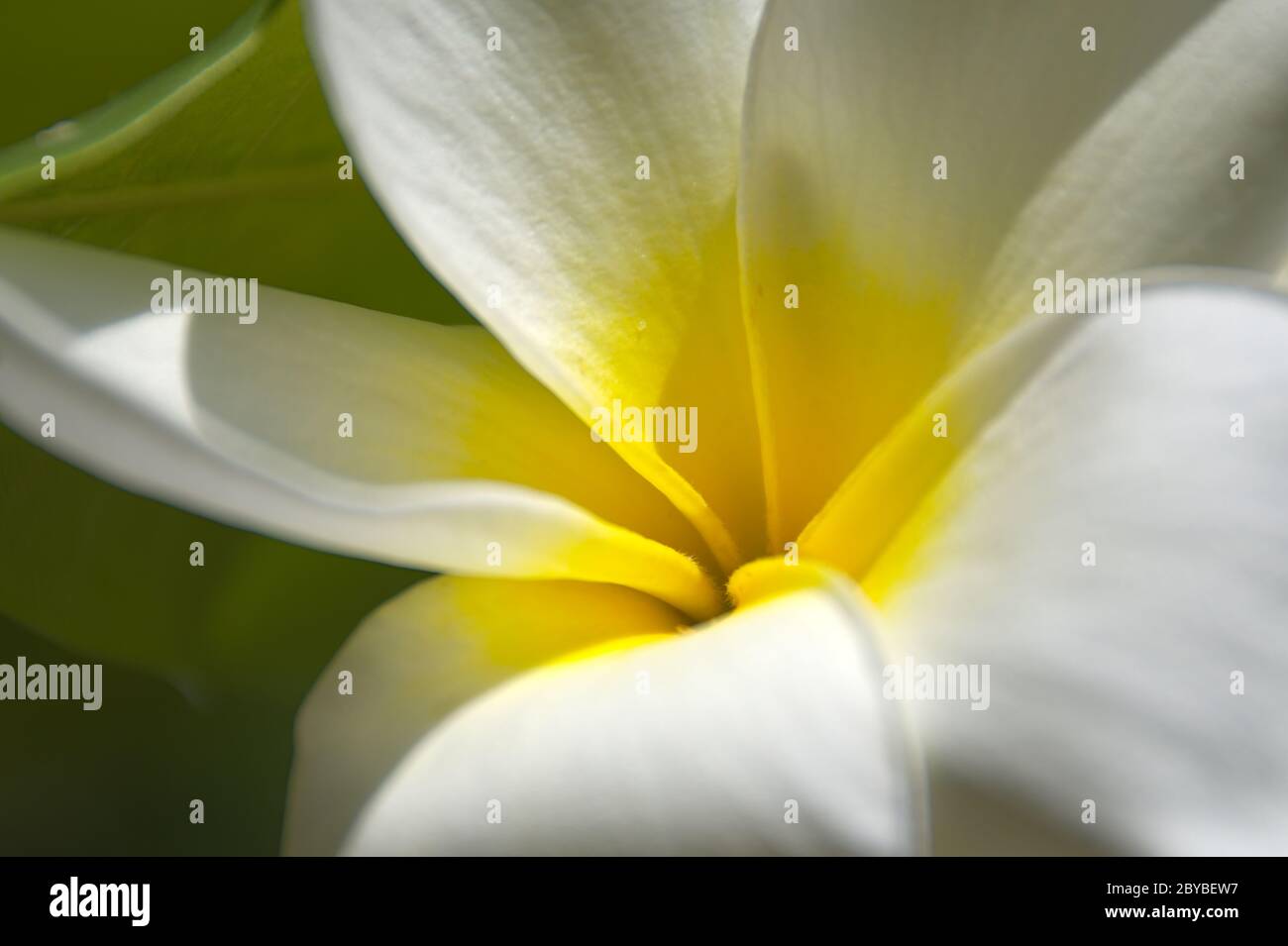 Macro di Plumeria fiore albero Foto Stock