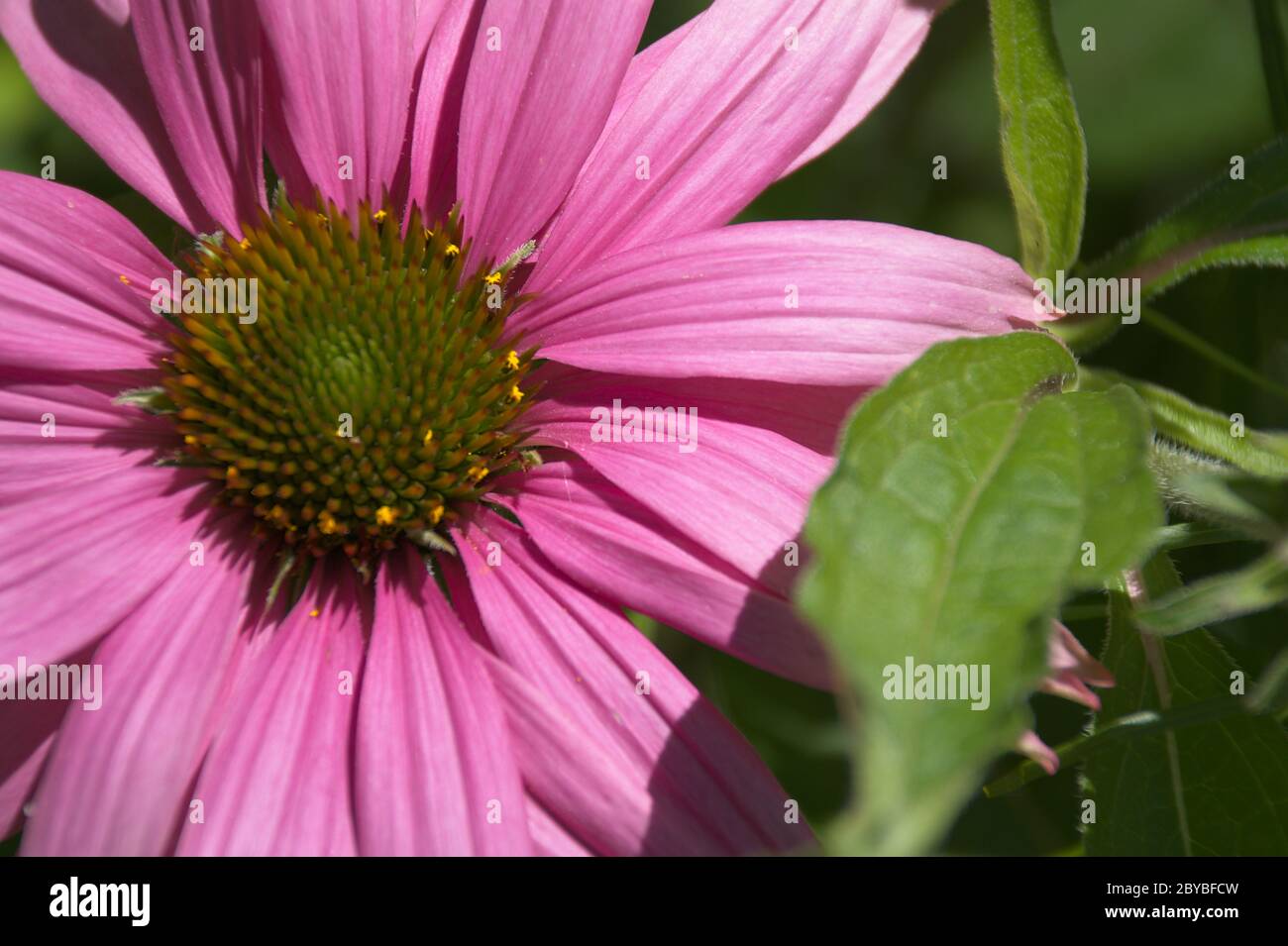 Macro di Echinacea Flower vista dall'alto Foto Stock