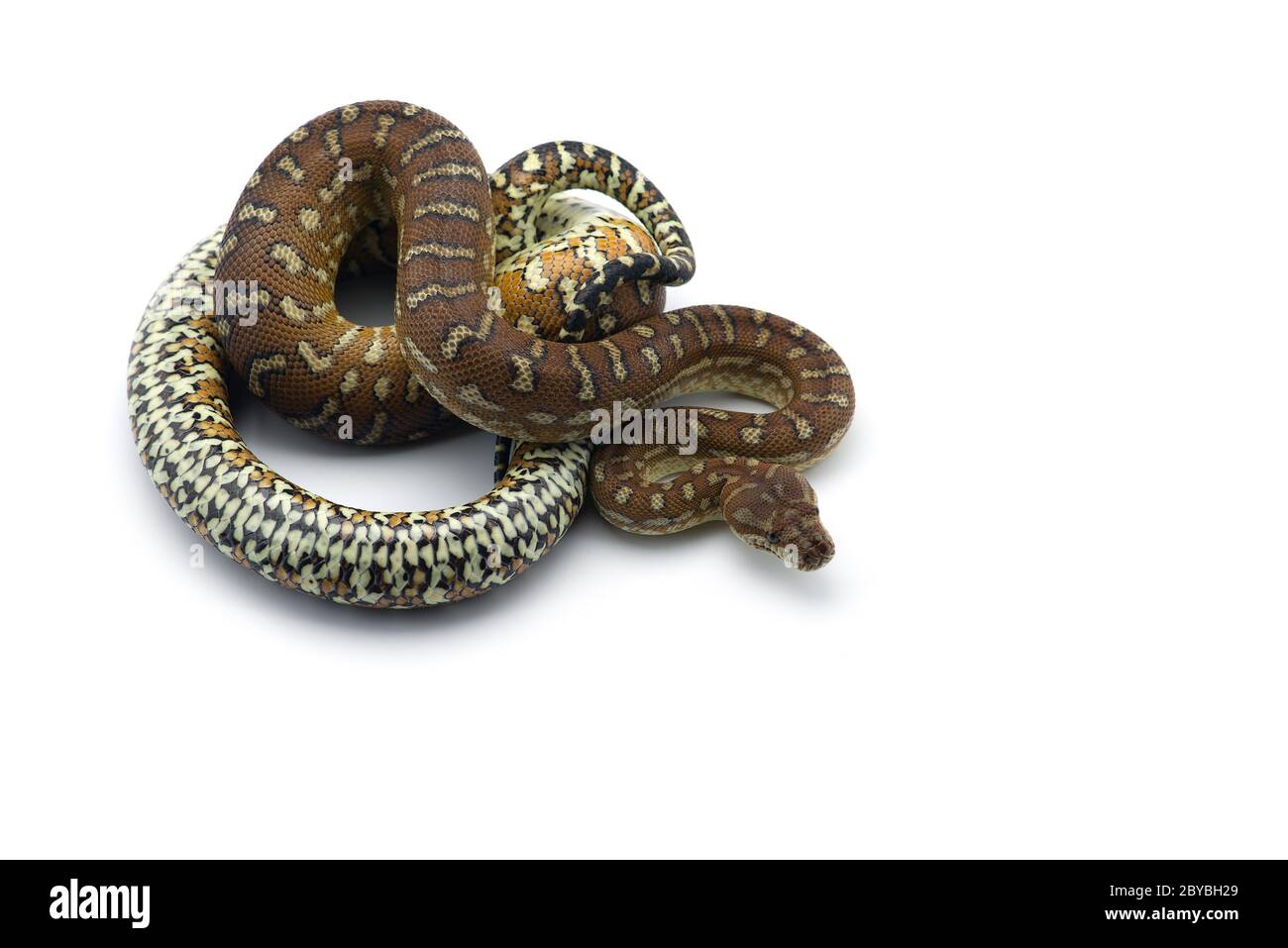 La moquette tree python isolati su sfondo bianco Foto Stock