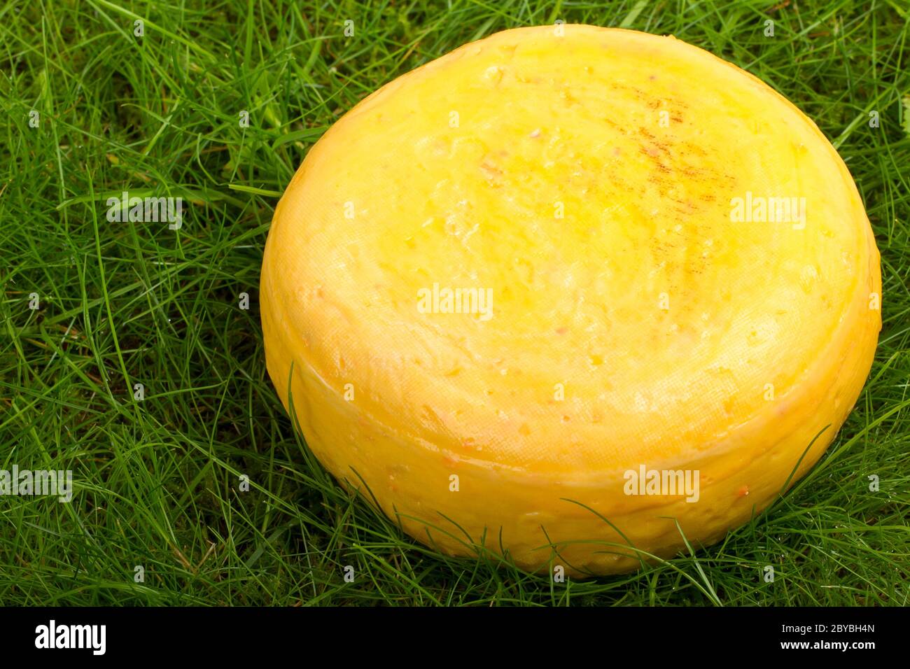 Round cipolla formaggio isolato nell'erba verde Foto Stock