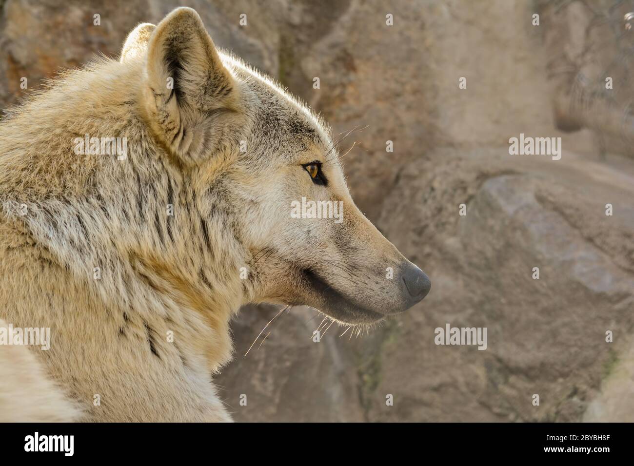 Profilo grigio lupo su grande fondo roccioso, concentrato su qualcosa di fronte a lui, luce calda in ora d'oro Foto Stock