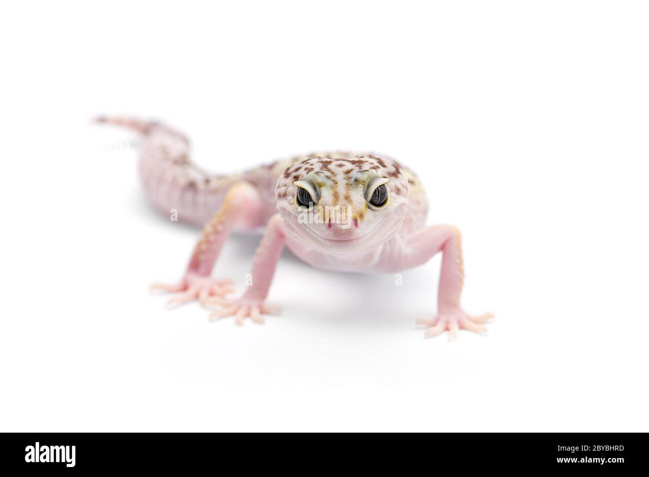 Il comune leopard gecko isolati su sfondo bianco Foto Stock