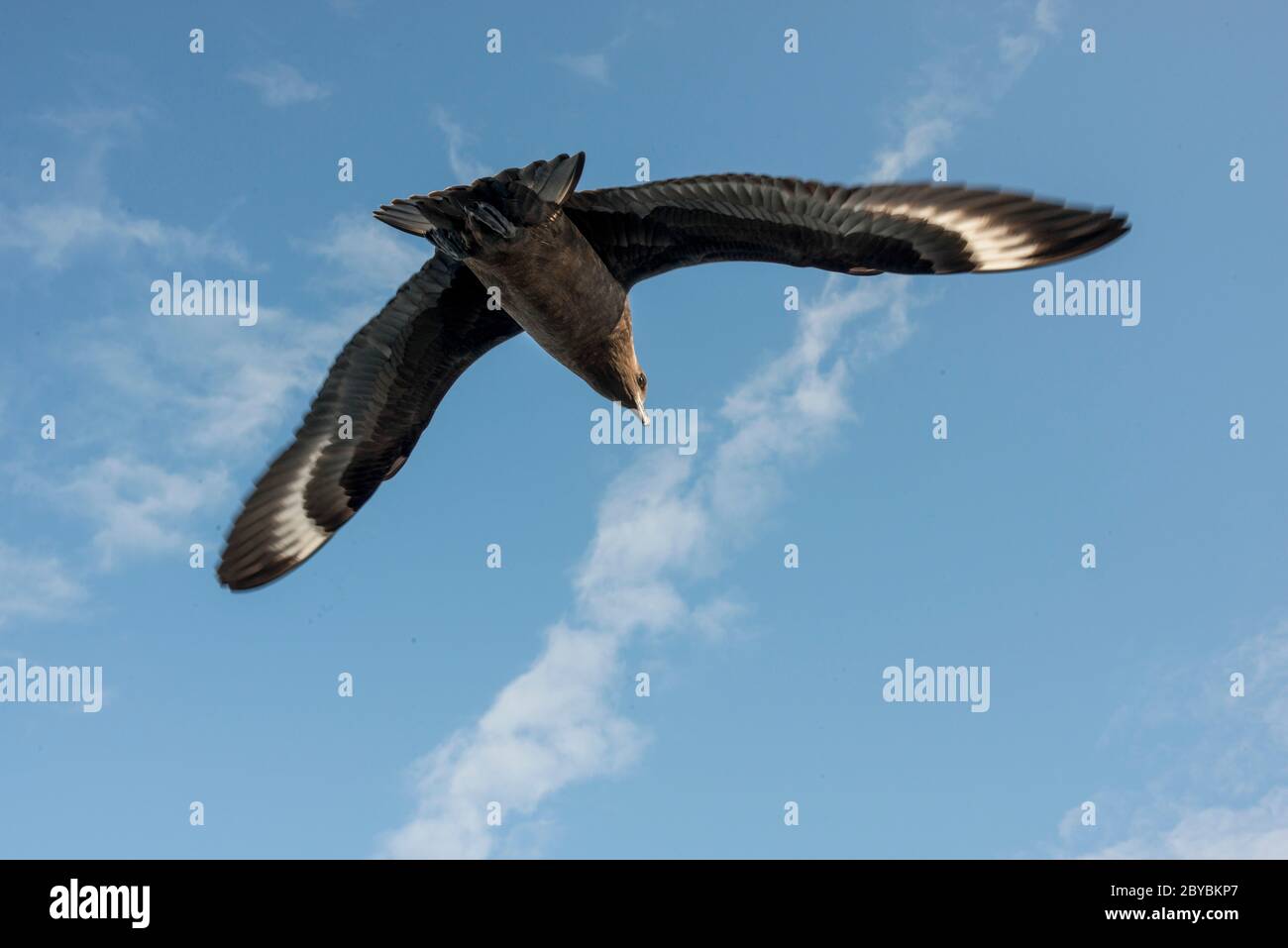 Polar Sud Skua Porto Charcot Antartide Stercorarius maccormicki Foto Stock