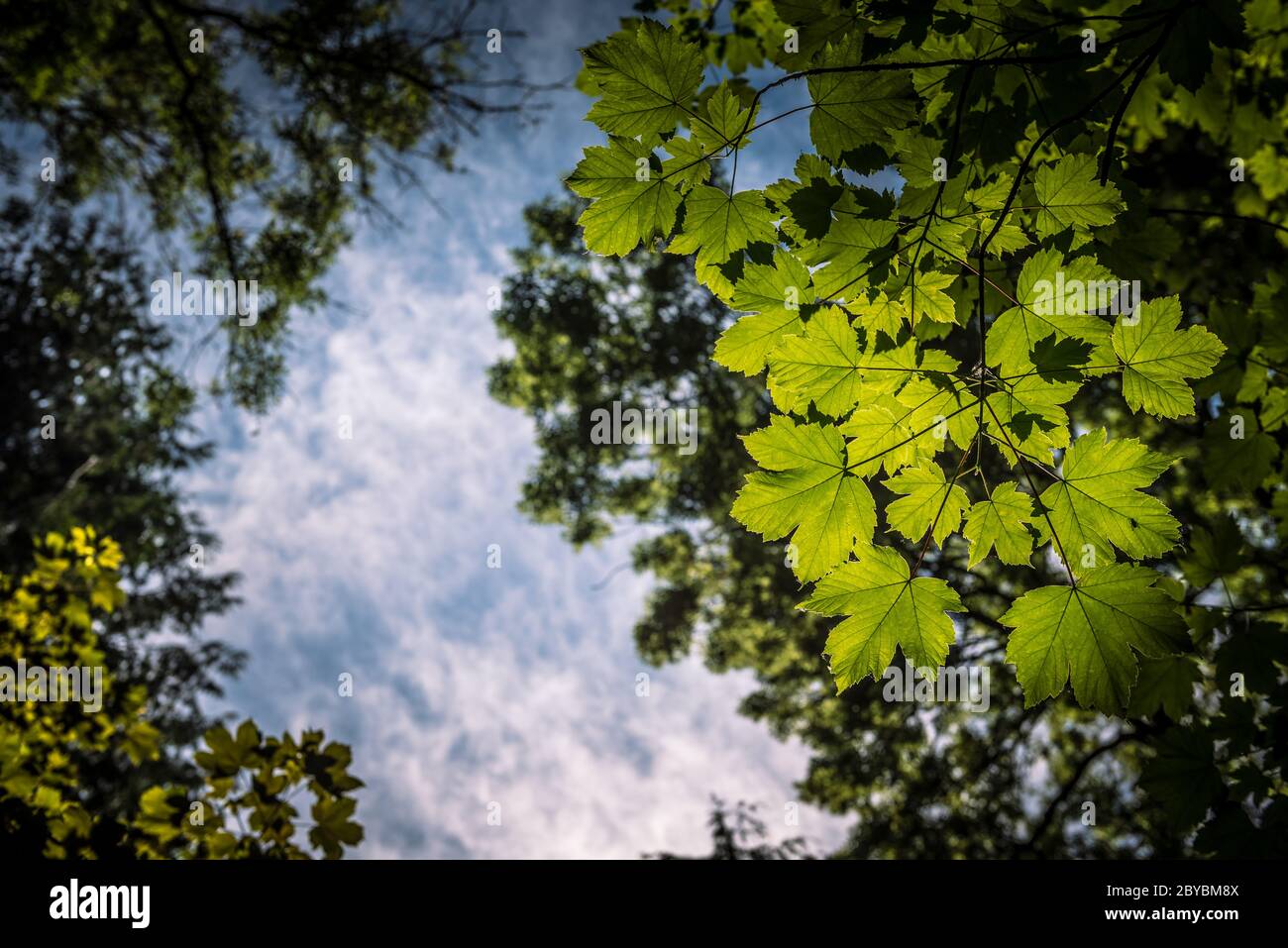 Vista che guarda verso un cielo stellato attraverso le foglie retroilluminate. copyspace a sinistra, orizzontale Foto Stock Vista che guarda verso un cielo stellato attraverso le foglie retroilluminate. copyspace a sinistra, orizzontale Foto Stock