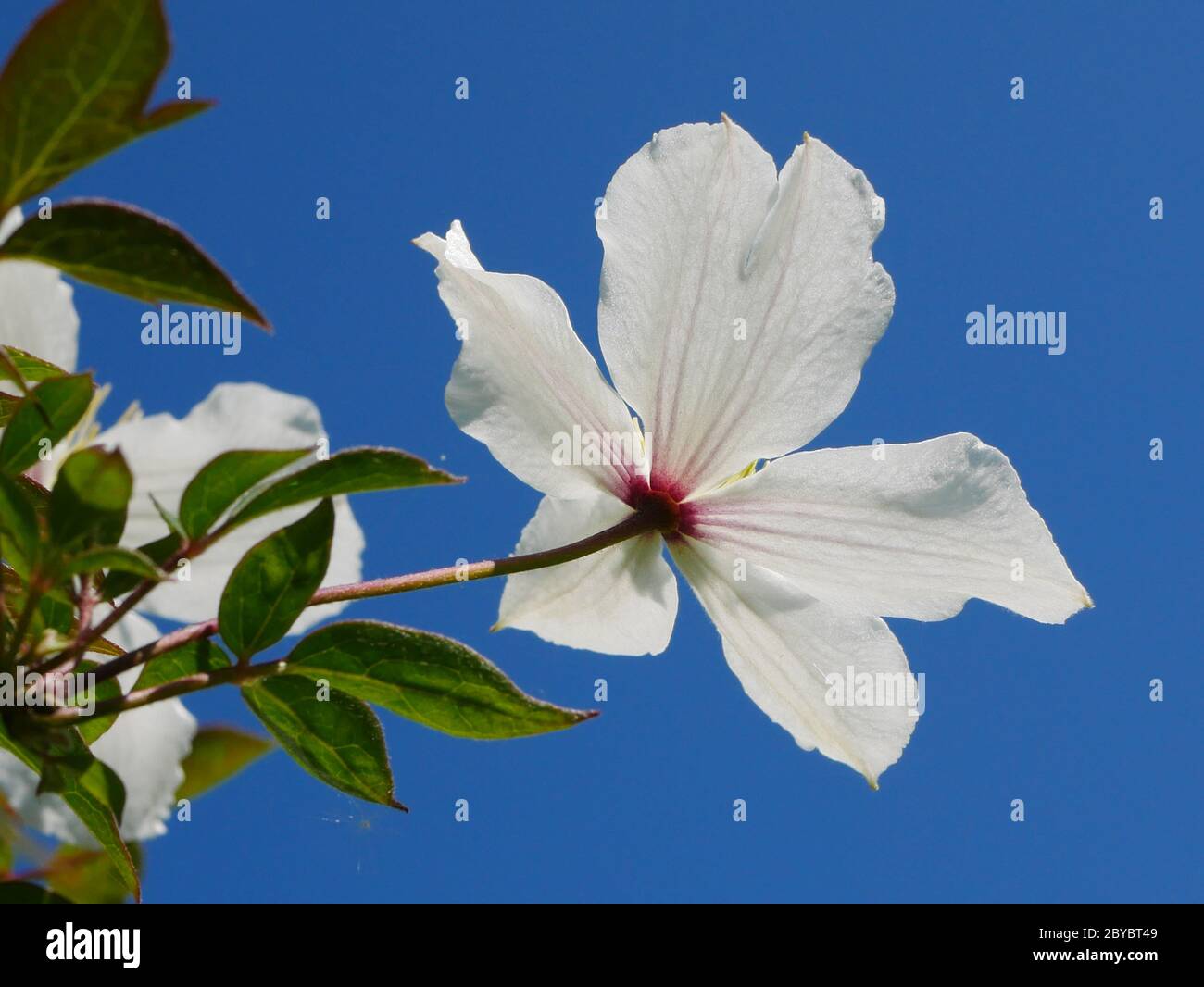 Bianco retroilluminato clematis montana fiore in cielo blu Foto Stock