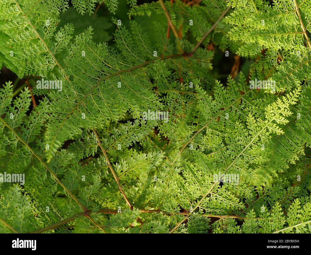 Araiostegia, da Taiwan, felce a piedi di lepre Foto Stock