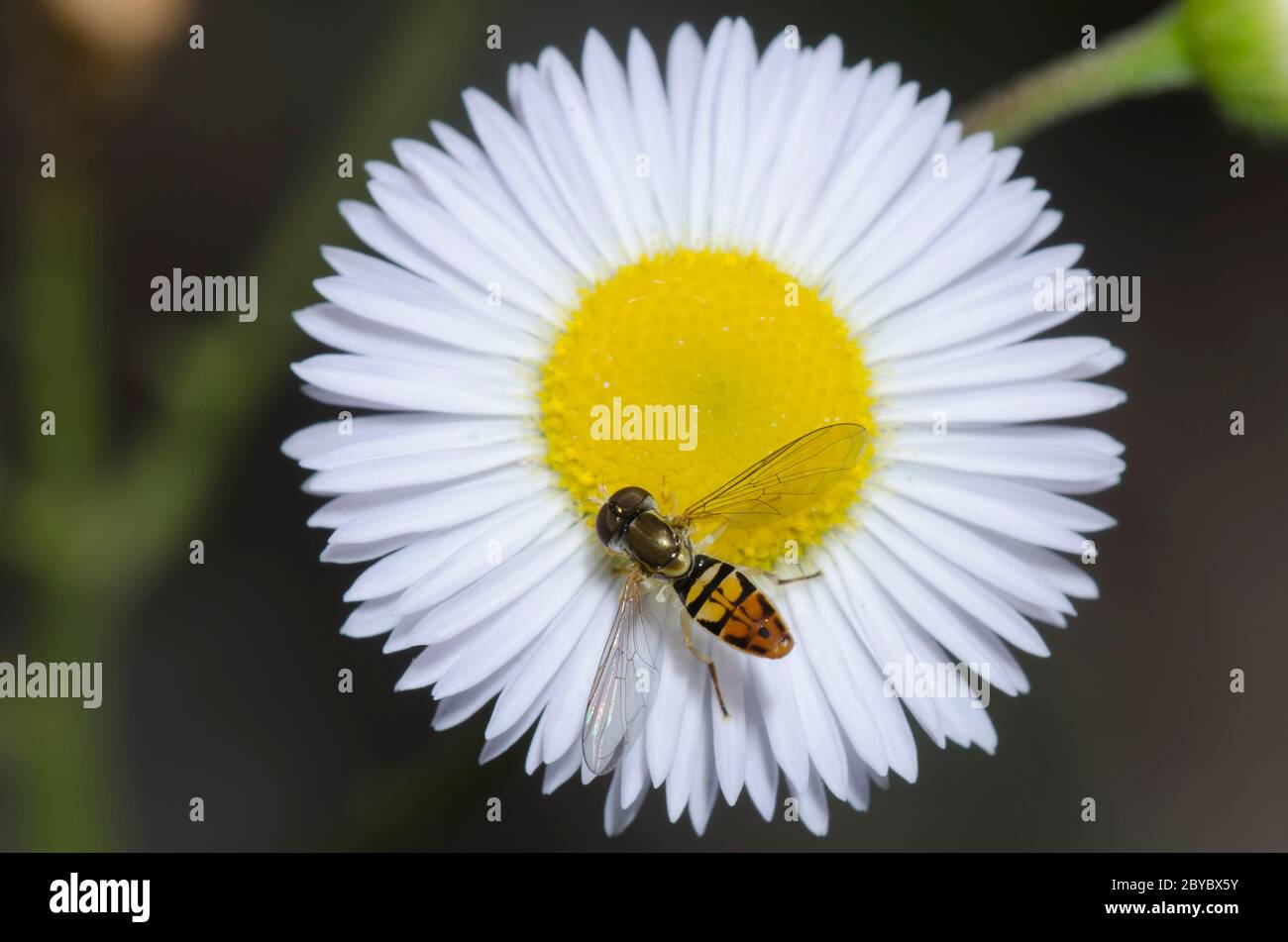 Syrphid Fly, Toxomerus marginatus, foraggio maschile su fleabane, Erigeron sp. Foto Stock