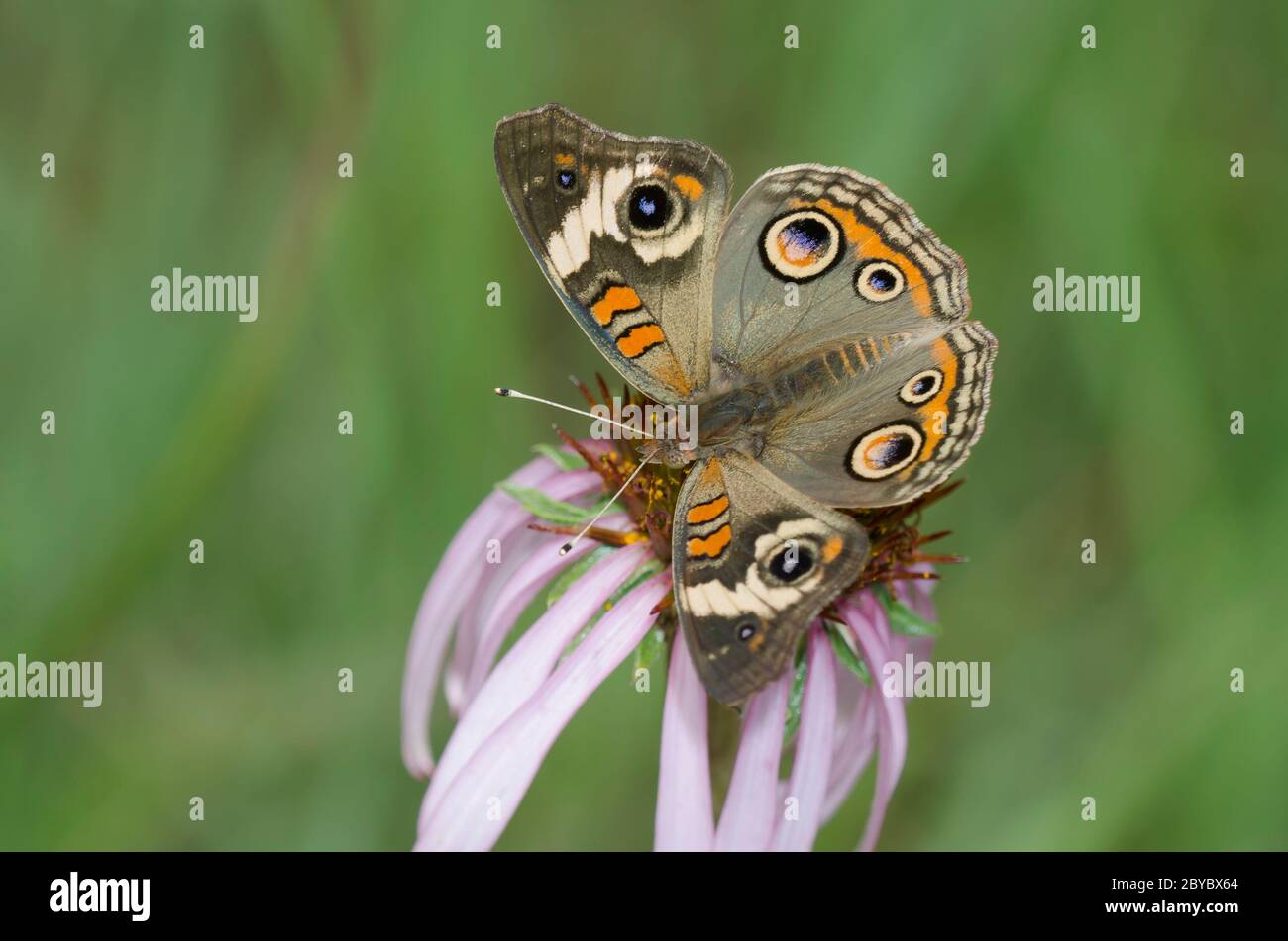 Comune Buckeye, Junonia coenia, nectaring da violetto di coneflower, Echinacea angustifolia Foto Stock