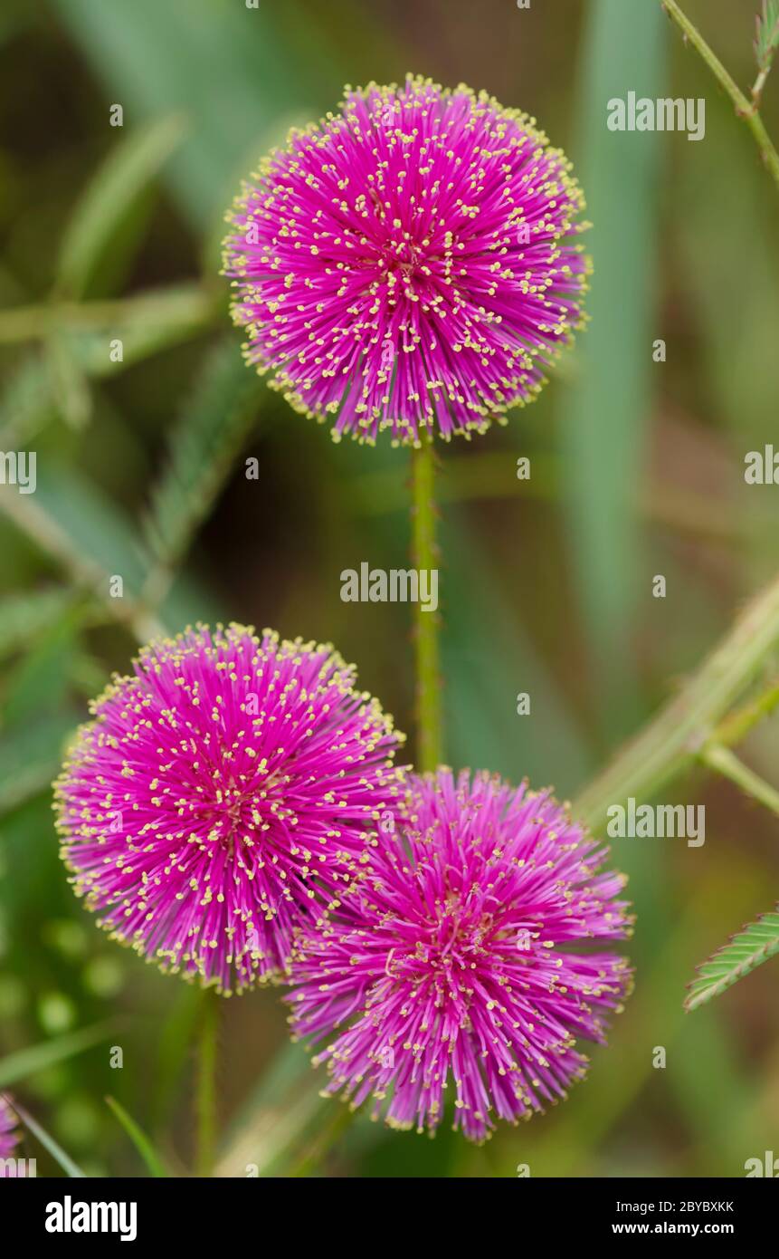 Brier sensibili, Mimosa nuttallii Foto Stock