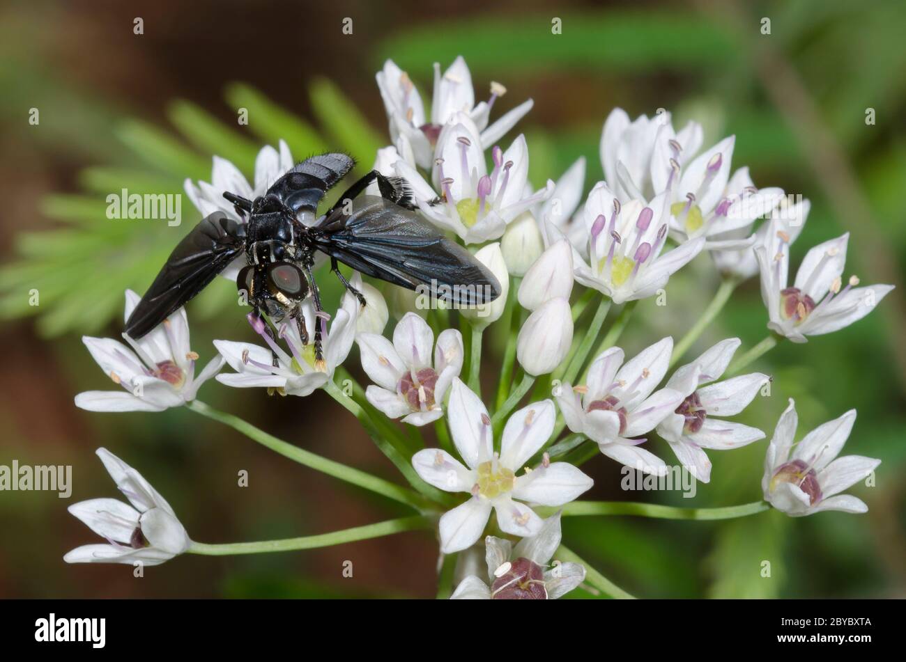 Tachinid Fly, Trichopoda sp., foraging su aglio prato, Allium canadense Foto Stock