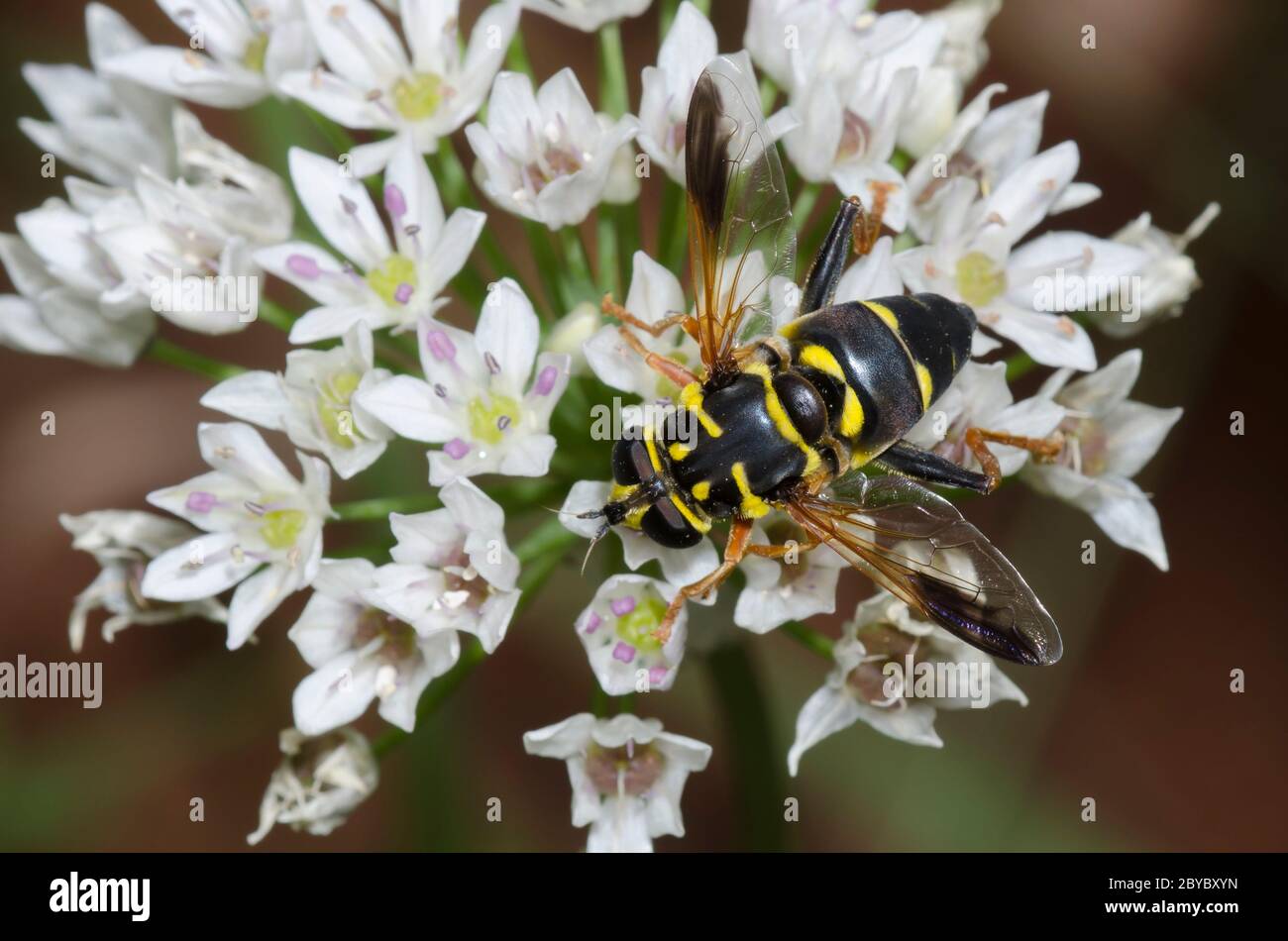 Syrphid Fly, Meromacrus acutus, foraggio femminile su aglio prato, Allium canadense Foto Stock