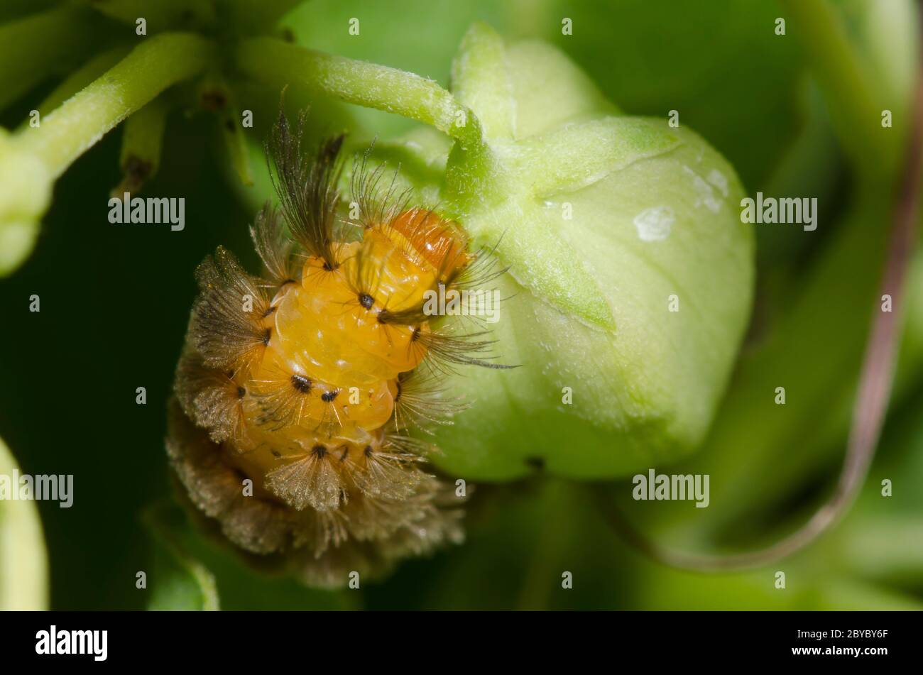 Cirnia inaspettata, cirnia colaris, larva che si alleva su alghe verdi, asclepia viridis Foto Stock