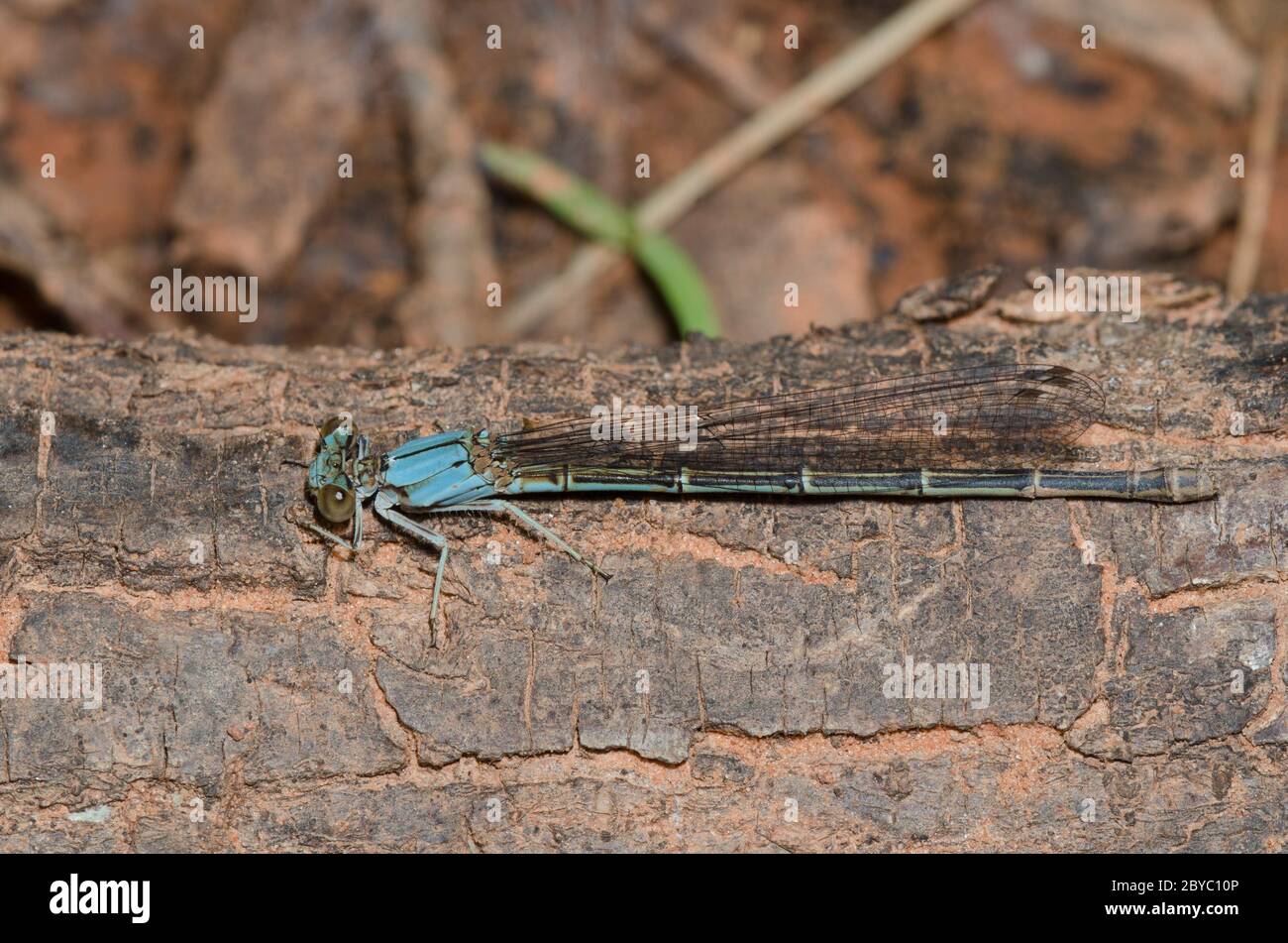 Blu-fronteggiata ballerino, Argia apicalis, femmina Foto Stock