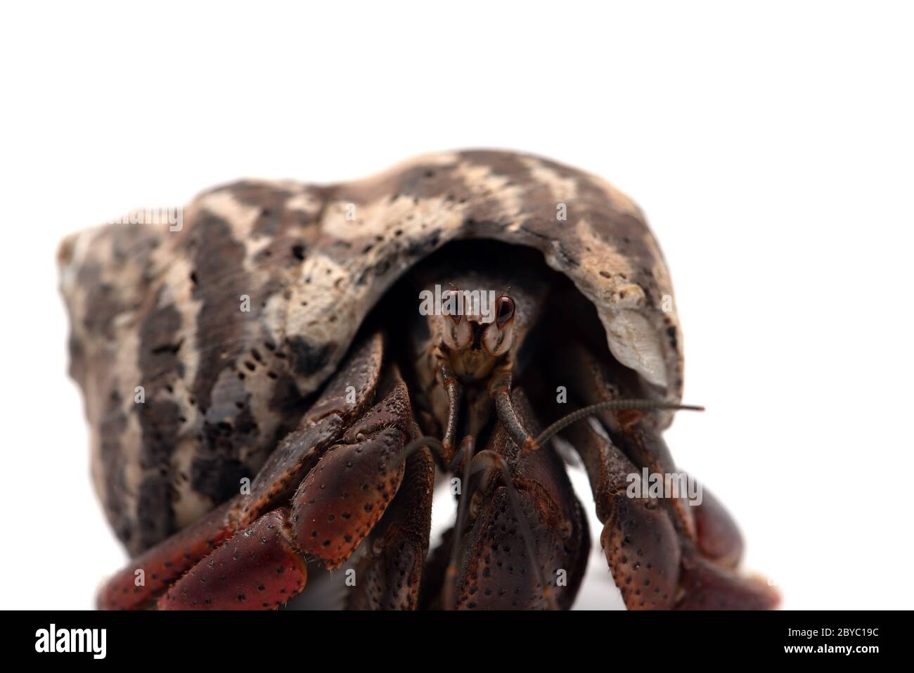 Il granchio eremita isolato su sfondo bianco Foto Stock