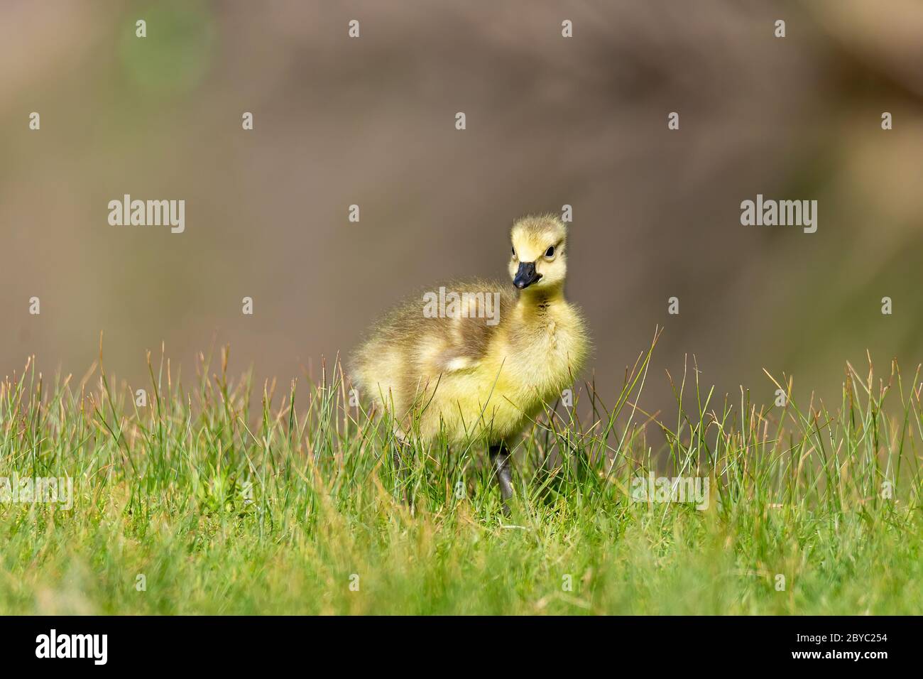 Oca canadese (Branta canadensis) gosling in erba Foto Stock