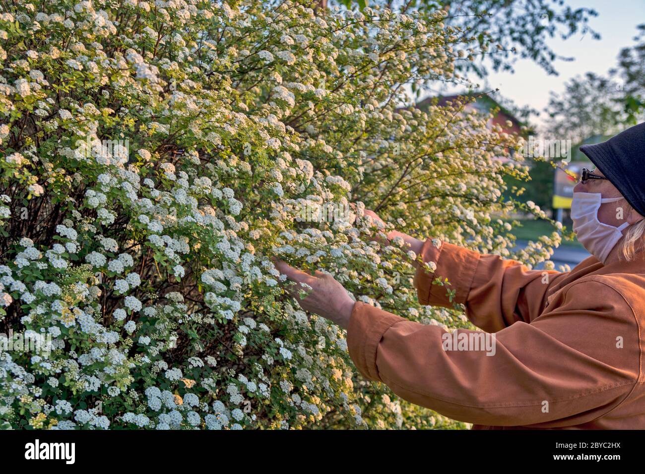 Una donna dotata di una maschera protettiva su una passeggiata. Le piace i fiori boschi e non può resistere. Foto Stock