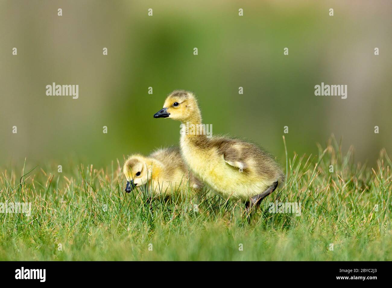 Due oca canadese (Branta canadensis) gosling in erba Foto Stock