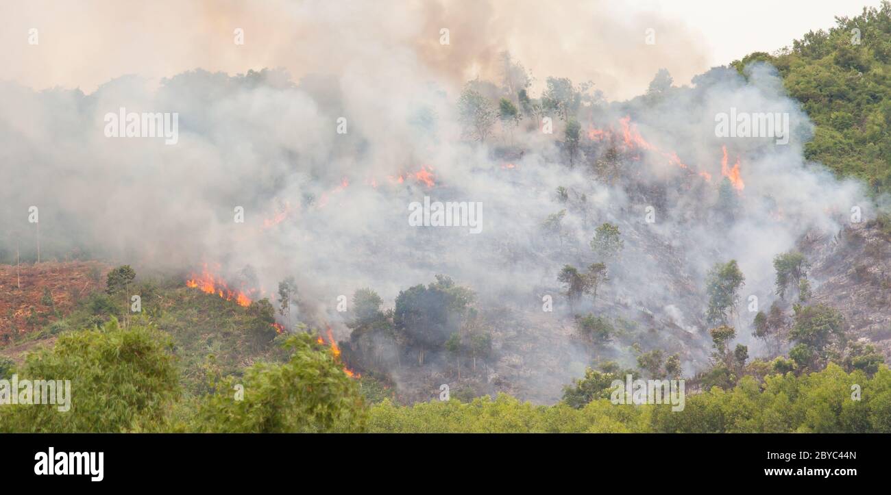 Fuoco di forrest di avviamento con i lotti di fumo Foto Stock