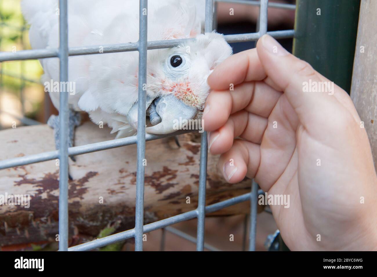 Il Pet cacatua chiedendo attenzione Foto Stock