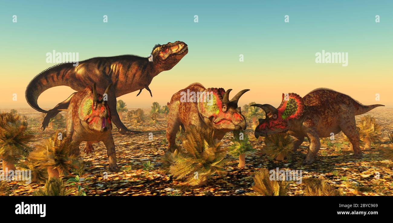 Un gruppo di dinosauri Triceratops maschi si allarmano mentre un tirannosauro rex carnivoro li guarda come preda in Jurassic Nord America. Foto Stock