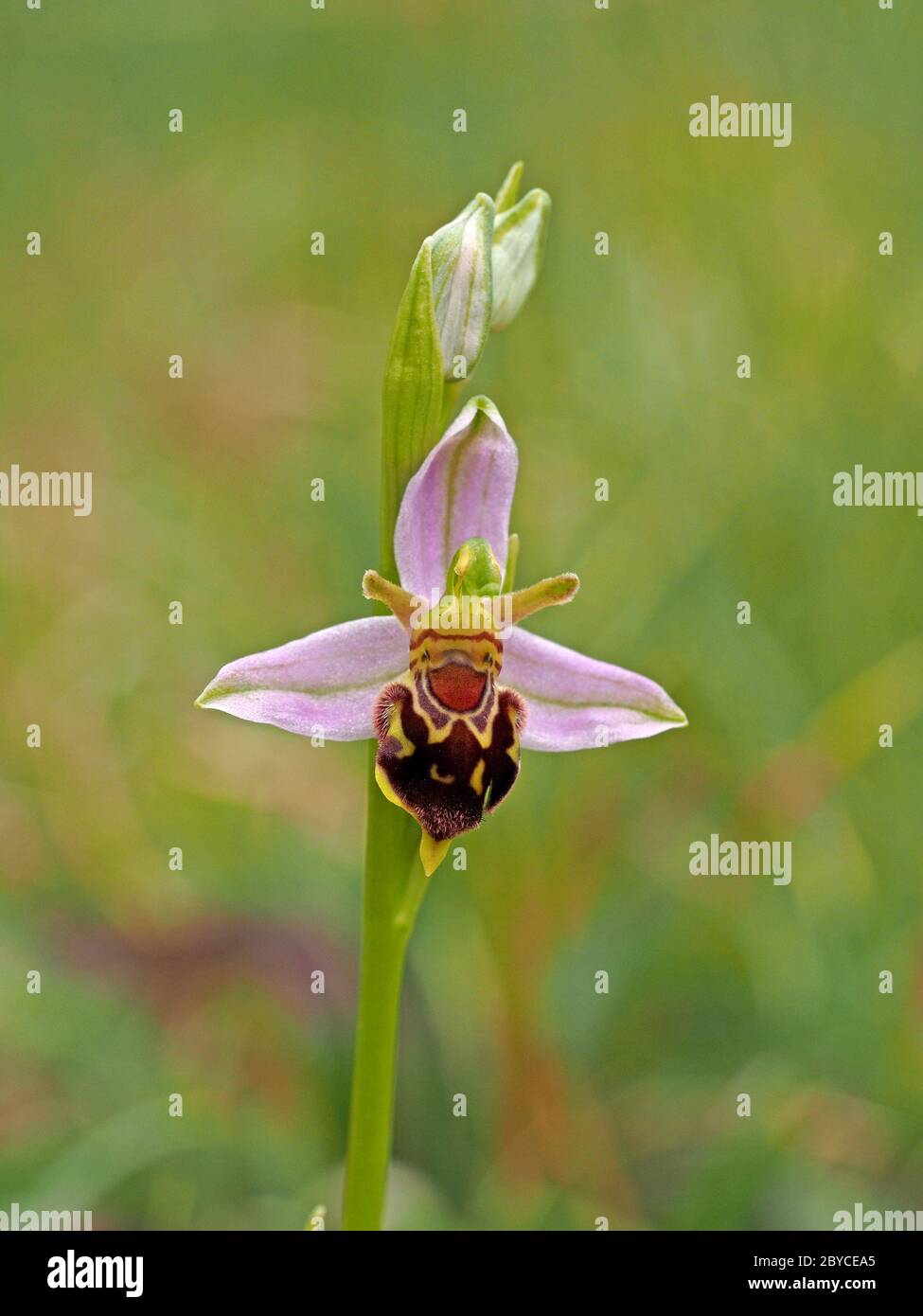 Fiore singolo di Bee Orchid (Ophrys apifera) con gemme su punta di fiore alla colonia che mostra molte variazioni di modello e forma in Lancashire, Inghilterra Foto Stock