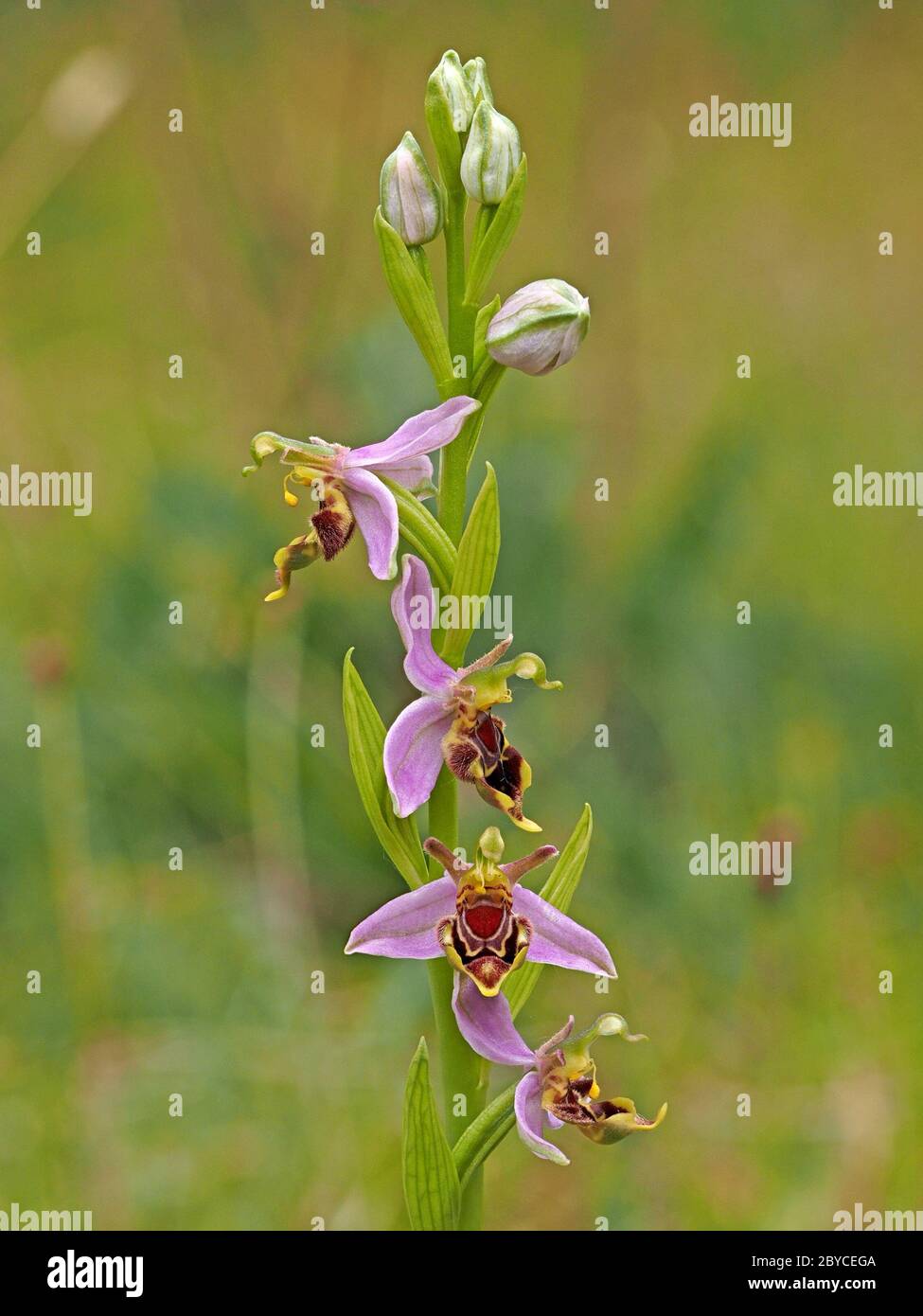 Spike of Pills & 4 Bee Orchidea fiori (Ophrys apifera) che mostrano pollinia e forti variazioni di modello e forma a piccola colonia - Lancashire, Inghilterra UK Foto Stock