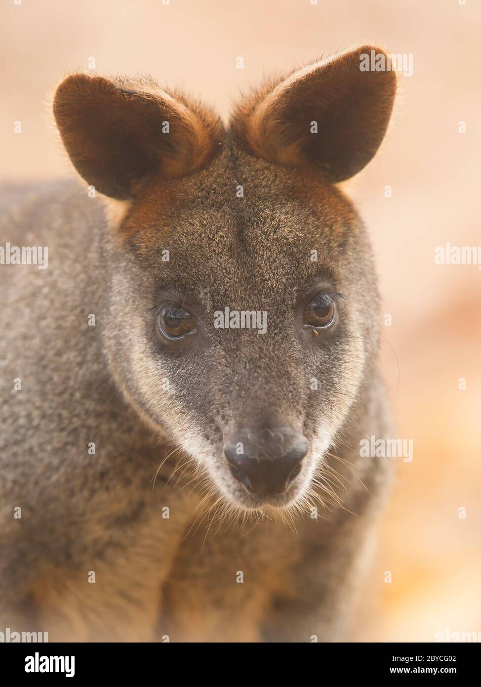 Close-up swamp wallaby Foto Stock