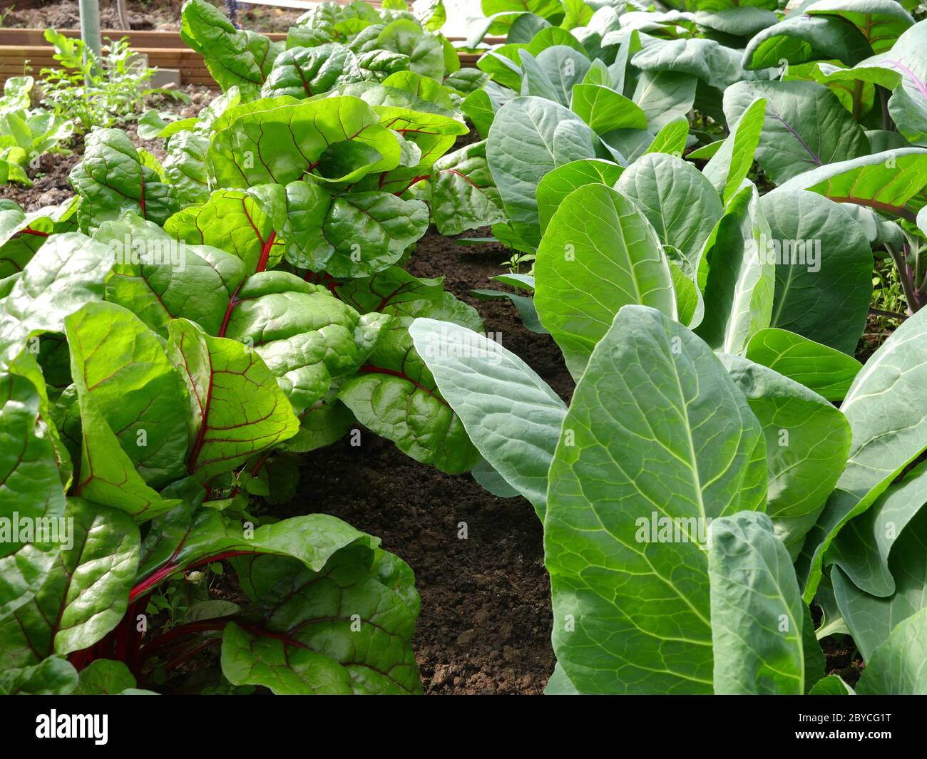 Verdure coltivate sotto copertura, cavolo e bietole Foto Stock