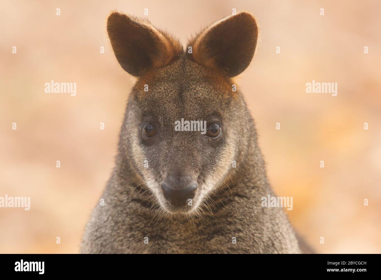 Close-up swamp wallaby Foto Stock