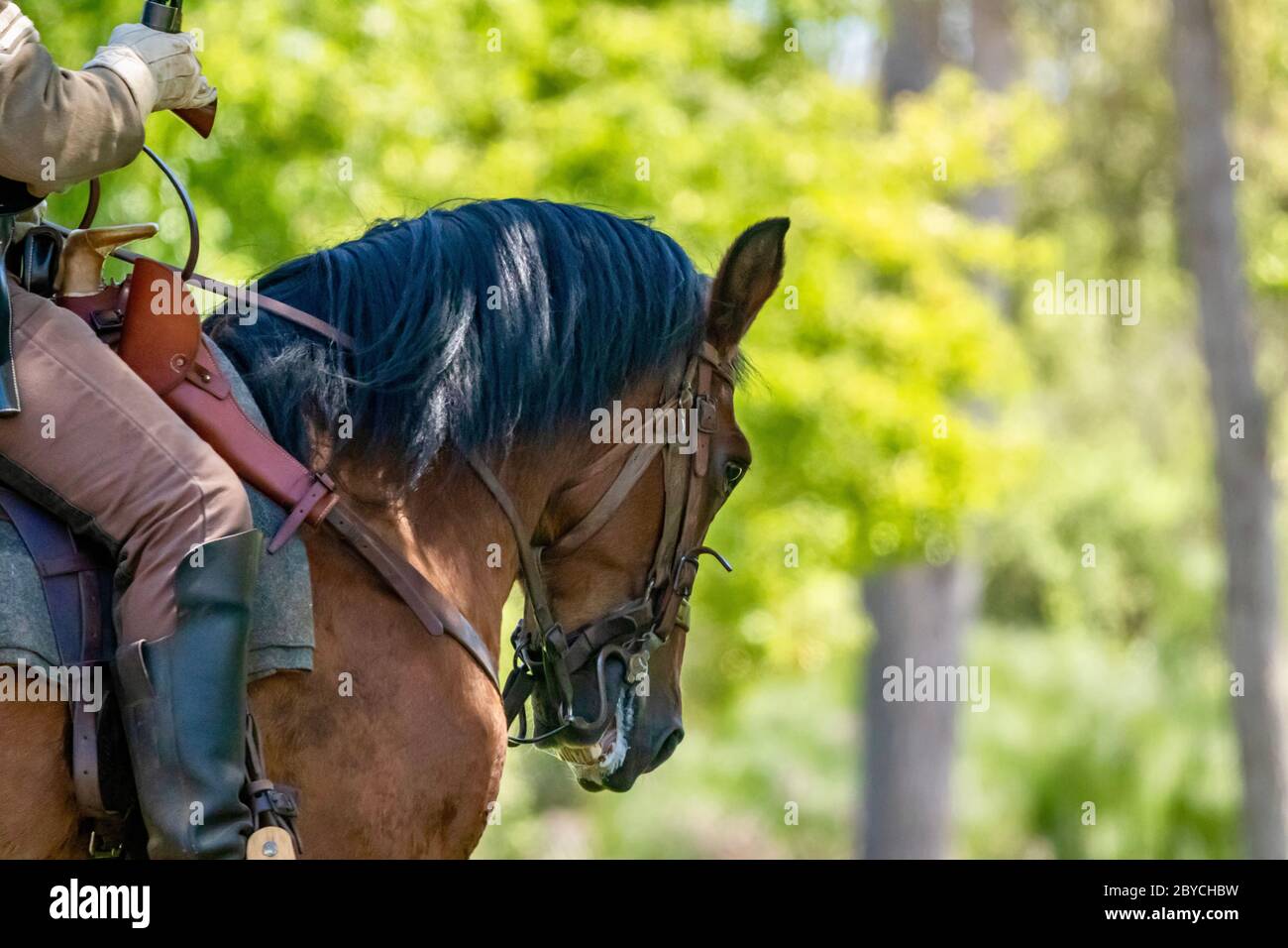 cavallo e cavaliere durante una guerra civile rievocazione Foto Stock