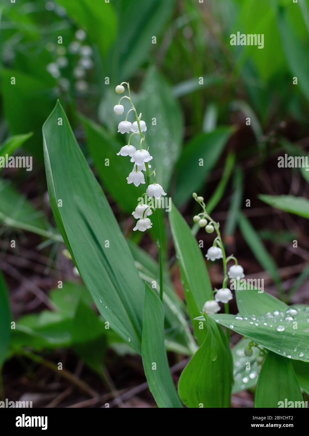 fiore giglio della valle fiori bianchi con foglie verdi in primavera nella foresta, closeup Foto Stock