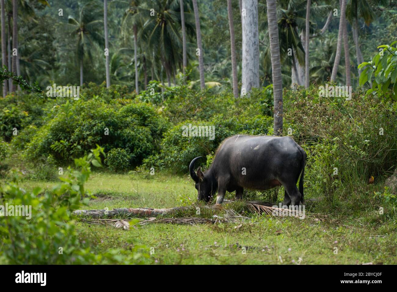 Un bufalo con grandi corna pende sul prato in una verde giungla tropicale. Foto Stock
