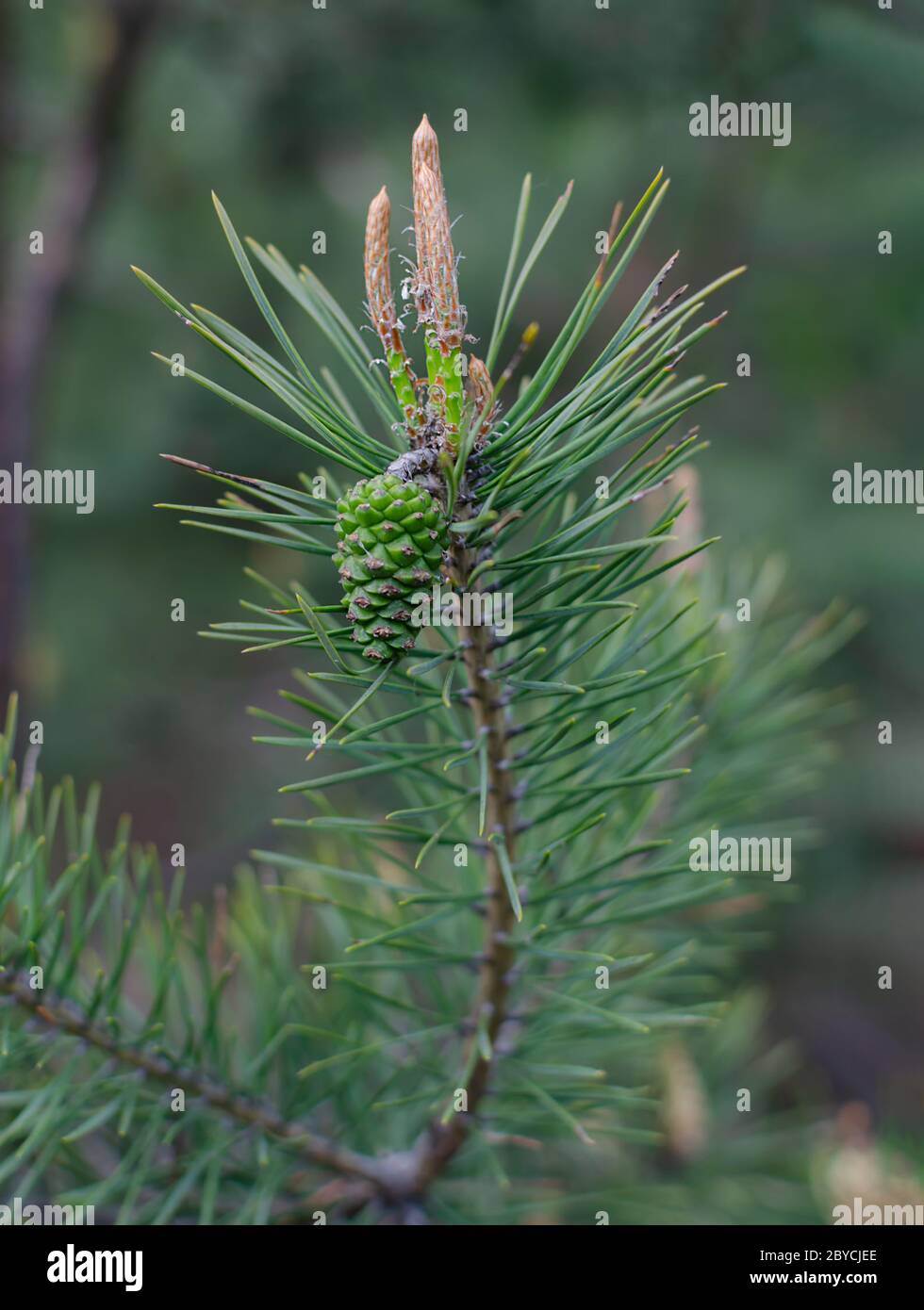 coni di pino fioriti nella foresta in una calda giornata di primavera, primo piano Foto Stock