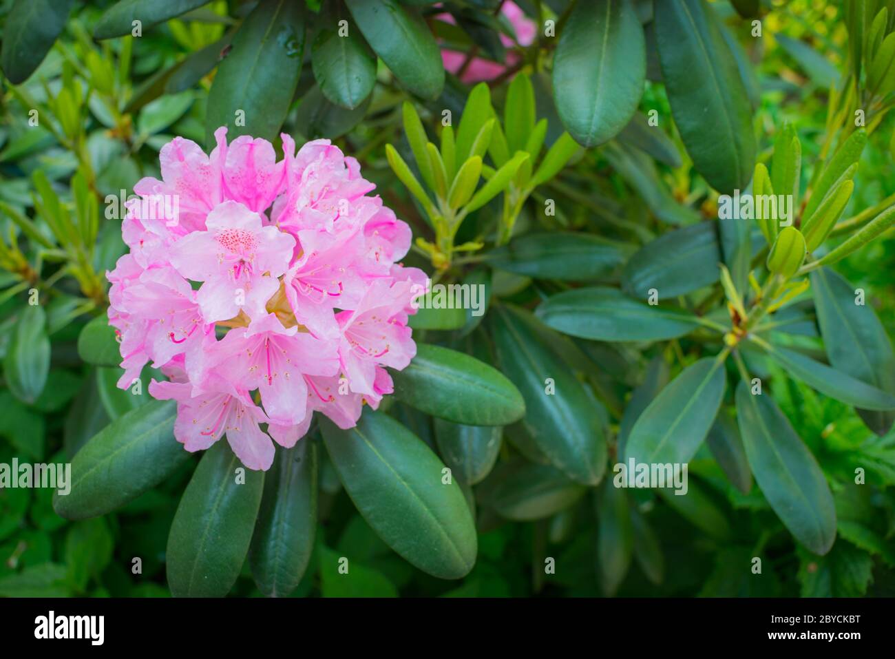 Rosa rododendro fiore cespuglio fiore. Fioritura in primavera e estate fiori Foto Stock