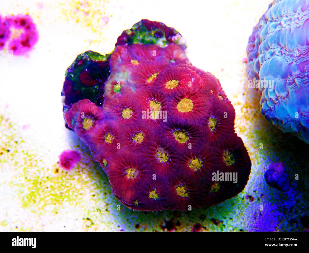 Favia barriera-costruzione di corallo lapideo - Faviidae sp. Foto Stock