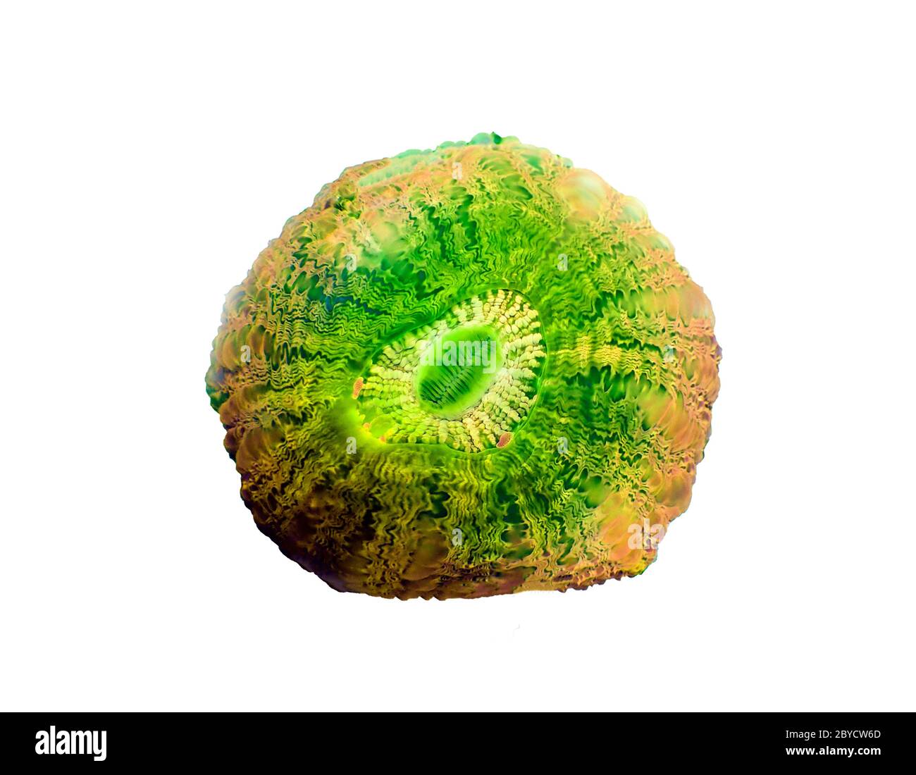 Donut colorato LPS Corallo - (Acanthophyllia deshayesiana) Foto Stock
